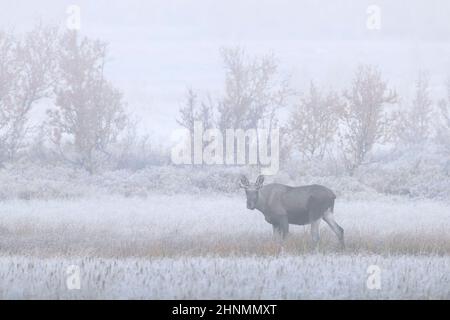 Elch / Elch (Alces alces) junger Bulle mit kleinem Geweih, der im frühen Morgennebel / Nebel in der Taiga im Herbst, Schweden, auf der Nahrungssuche ist Stockfoto