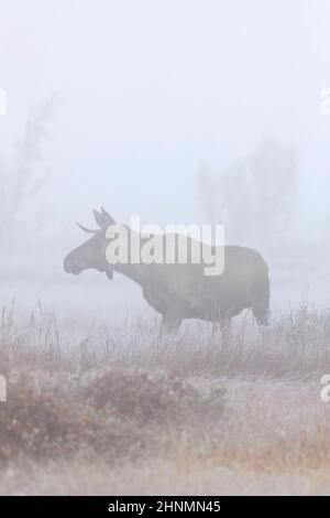 Elch / Elch (Alces alces) junger Bulle mit kleinem Geweih, der im frühen Morgennebel / Nebel in der Taiga im Herbst, Schweden, auf der Nahrungssuche ist Stockfoto