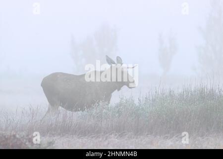 Elch / Elch (Alces alces) junger Bulle mit kleinem Geweih, der im frühen Morgennebel / Nebel in der Taiga im Herbst, Schweden, auf der Nahrungssuche ist Stockfoto