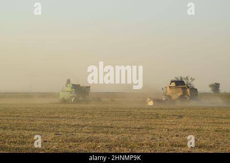 Soja-Ernte von verbindet im Feld. Stockfoto