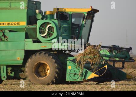 Soja-Ernte von verbindet im Feld. Stockfoto
