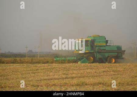 Soja-Ernte von verbindet im Feld. Stockfoto