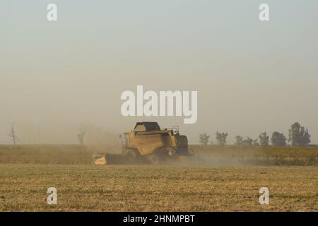 Soja-Ernte von verbindet im Feld. Stockfoto