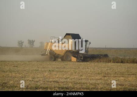 Soja-Ernte von verbindet im Feld. Stockfoto