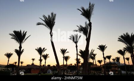 Silhouetten von Palmen gegen den Himmel während des Sonnenuntergangs. Kokospalmen, tropischer Baum Ägyptens, Sommerbaum. Eine Familie von monokotyledonösen, holzigen Pflanzen mit unverzweigten Stämmen. Stockfoto