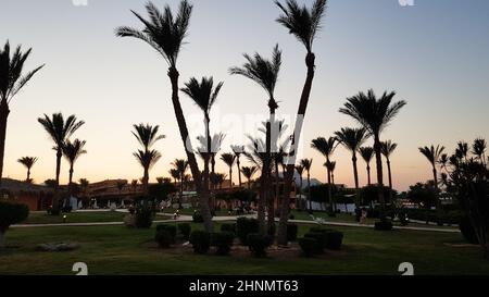 Silhouetten von Palmen gegen den Himmel während des Sonnenuntergangs. Kokospalmen, tropischer Baum Ägyptens, Sommerbaum. Eine Familie von monokotyledonösen, holzigen Pflanzen mit unverzweigten Stämmen. Stockfoto