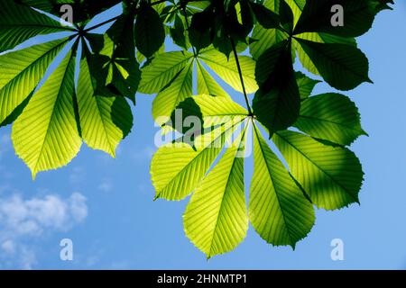 Gewöhnliche Rosskastanie hinterlässt Hintergrundbeleuchtung, Blatt des Aesculus hippocastanum am blauen Himmel mit Blick auf die Himmelpflanzen Stockfoto