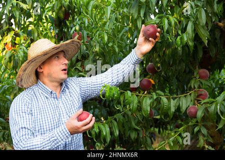 Ernsthafter Gärtner im Hut pflückt frische Pfirsiche vom Baum Stockfoto