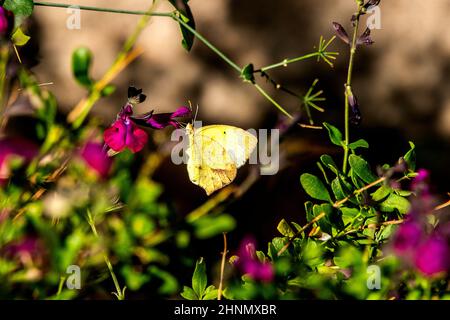 Schmetterling auf Blumen Stockfoto