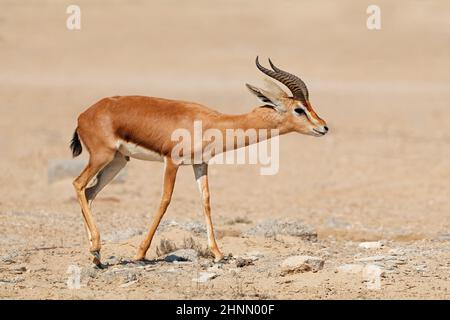Männliche arabische Berggazelle (Gazella cora) in natürlichem Lebensraum, Arabische Halbinsel Stockfoto