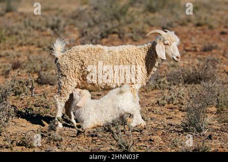 Ein junges Angora-Ziegenkind säuert Milch von seiner Mutter auf einem ländlichen Bauernhof in Südafrika Stockfoto