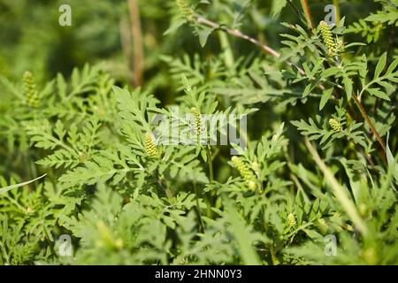 Ragweed, hochallergische Pflanze freisetzende Pollen Ende August Stockfoto