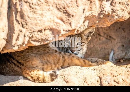 Ein Bobcat, der ein Nickerchen macht Stockfoto