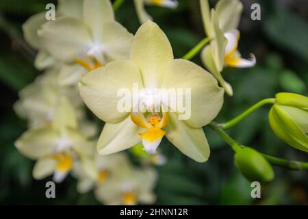 Blühende weiße Orchideenblumen auf verschwommenem Hintergrund. Stockfoto