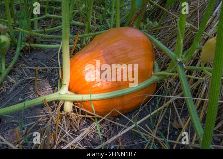 Reifender Kürbis im Garten. Stockfoto