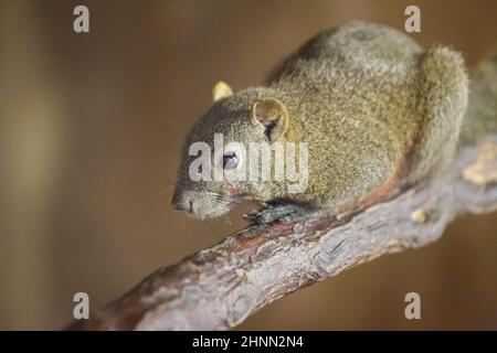 Pallas-Eichhörnchen (Callosciurus erythraeus), auch bekannt als das rotbauchige Baumhörnchen. Stockfoto