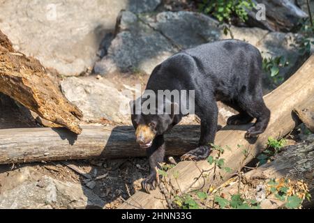 Der malaiische Sonnenbär (Helarctos malayanus), auch bekannt als der „Honigbär“. Stockfoto