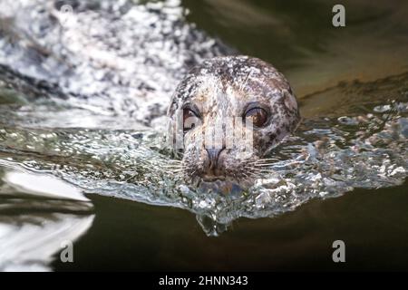 Die Hafenrobbe (Phoca vitulina), auch bekannt als die gewöhnliche Robbe, schwimmend in einem Wasser. Stockfoto