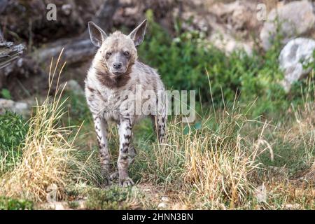 Die gestreifte Hyäne (Hyena hyena), wildes Tier. Stockfoto