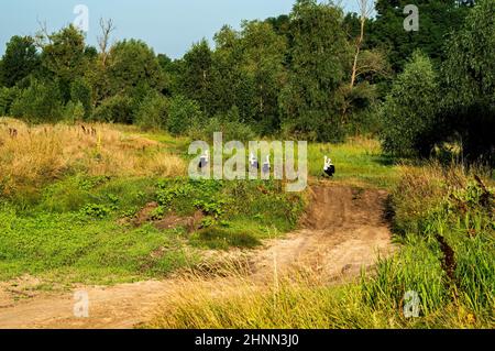 Eine Schar von Zugvögeln Störche stehen auf einer unbefestigten Straße. Stockfoto