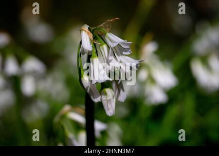 Albino Bluebell-Hybridanmutationen auf einem Waldboden Stockfoto