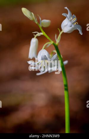 Albino Bluebell-Hybridanmutationen auf einem Waldboden Stockfoto