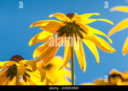 Blühendes Blumenbeet der Rudbeckia. Stockfoto