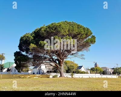 Riesiger afrikanischer Baum im Park, Kapstadt, Südafrika. Stockfoto