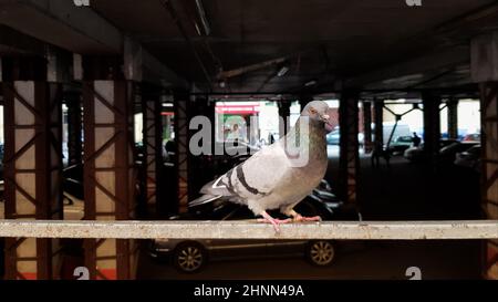 Auf einem Parkplatz sitzt auf einem Zaun eine Taube. Auch Stadttauben, Stadttauben oder Straßentauben genannt. Wilder Vogel auf einem verschwommenen Parkplatz im Hintergrund. Stockfoto