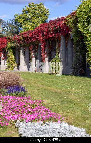 Pergola in Breslau an einem sonnigen Herbsttag schwirnen sich bunte Blätter von virginia auf blauem Himmel, Szczytnicki Park, Breslau, Polen. Da bin ich Stockfoto