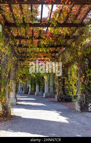 Pergola in Breslau an einem sonnigen Herbsttag schwirnen sich bunte Blätter von virginia auf blauem Himmel, Szczytnicki Park, Breslau, Polen. Da bin ich Stockfoto