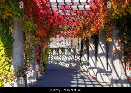 Pergola in Breslau an einem sonnigen Herbsttag schwirnen sich bunte Blätter von virginia auf blauem Himmel, Szczytnicki Park, Breslau, Polen. Da bin ich Stockfoto