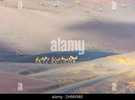 Touristen auf einer Kamelsafari im Timanfaya National Park Stockfoto