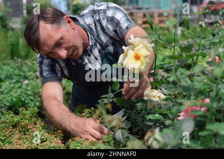 Mann Gärtner kümmert sich um Rosen im Gartencenter Stockfoto
