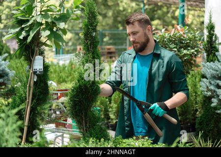 Mann trimmen dekorative Bäume zum Verkauf im Gartengeschäft Stockfoto