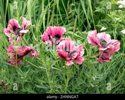 Schöne große rosa Mohnblumen beginnen, in einem Spätsommergarten zu verwelken Stockfoto