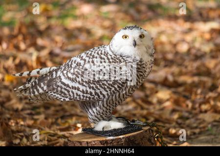 Porträt der schneebedeckten Eule, Bubo scandiacus. Stockfoto