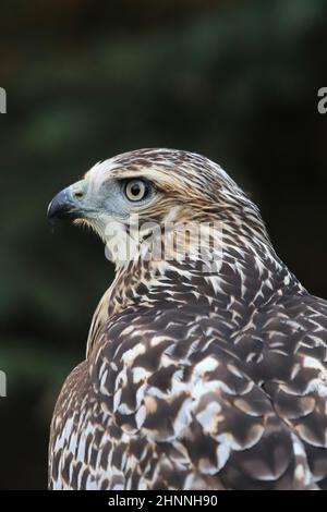 Vertikales Seitenkopfporträt eines Red Tail Hawk. Stockfoto