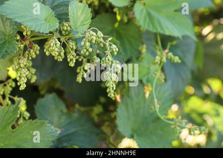 Blick auf Hopfenknospen und Blätter auf einer Weinrebe. Stockfoto