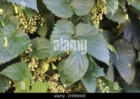 Blick auf Hopfenknospen und Blätter auf einer Weinrebe. Stockfoto