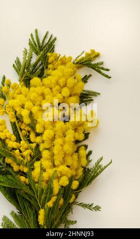 Blumenarrangement aus einem Haufen Mimosen (Acacia dealbata) anlässlich des 8. März, Feier des Frauentags. Stockfoto