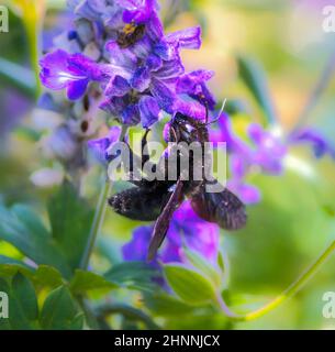 Makro einer violetten Zimmermannbiene (Xylocopa violacea), die Nektar auf einer Salbeiblume sammelt Stockfoto