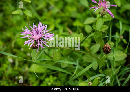 Lila rosa Stokes Aster Stokesia laevis Blume Stockfoto