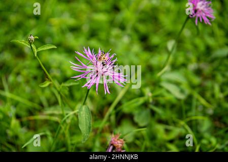 Lila rosa Stokes Aster Stokesia laevis Blume mit Biene Stockfoto