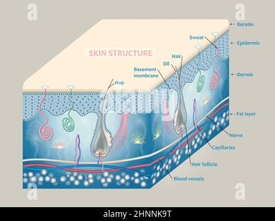 Anatomie der Haut und der Schichten und Elemente, aus denen sie besteht. Stockfoto