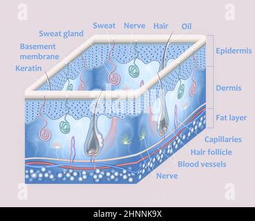 Anatomie der Haut und der Schichten und Elemente, aus denen sie besteht. Stockfoto