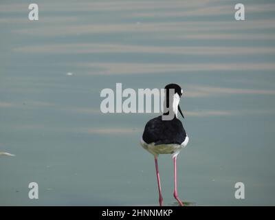 San Juan de Aragon See, saisonaler Zufluchtsort für Zugvögel in Mexiko-Stadt. Stockfoto