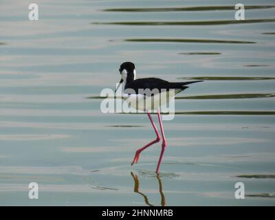 San Juan de Aragon See, saisonaler Zufluchtsort für Zugvögel in Mexiko-Stadt. Stockfoto