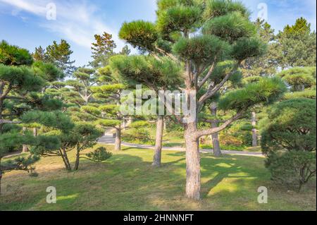 Im Düsseldorfer Nordpark gibt es ein Juwel: Den Japanischen Garten. Stockfoto