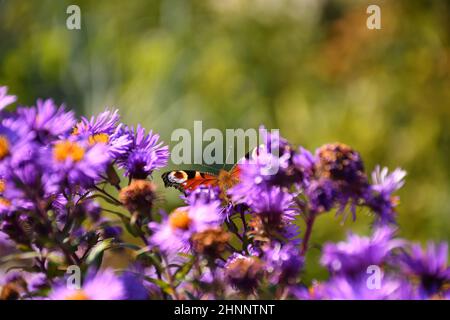 Roter Admiral, Schmetterling auf Asterblume Stockfoto